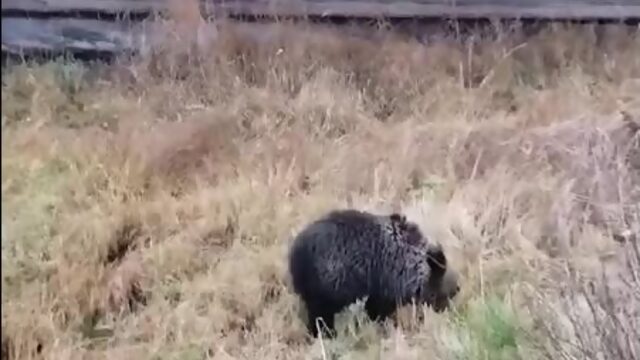 Житель Онеги заметил во дворе дома раненого медвежонка